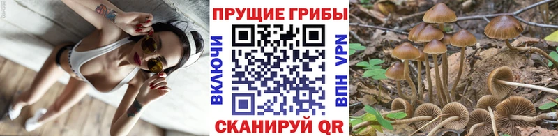 Галлюциногенные грибы GOLDEN TEACHER  Купить закладки  Соль-Илецк 